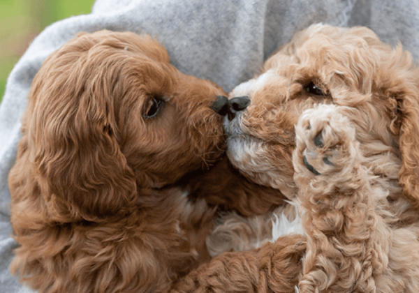 Cavoodle puppies Melbourne