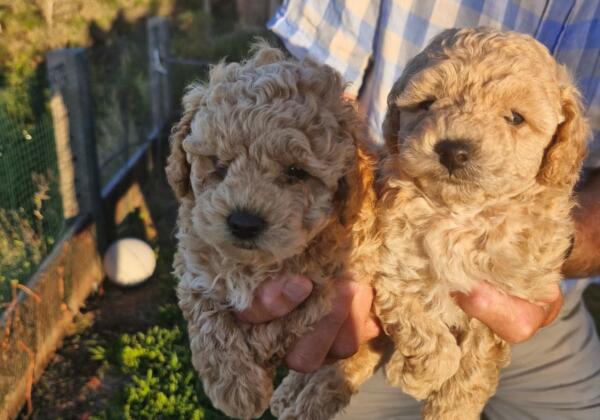 2 Toy Poodles For Sale From Cavoodles And Poodles From Helen