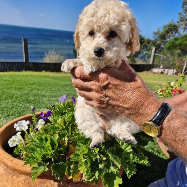 Toy Poodle